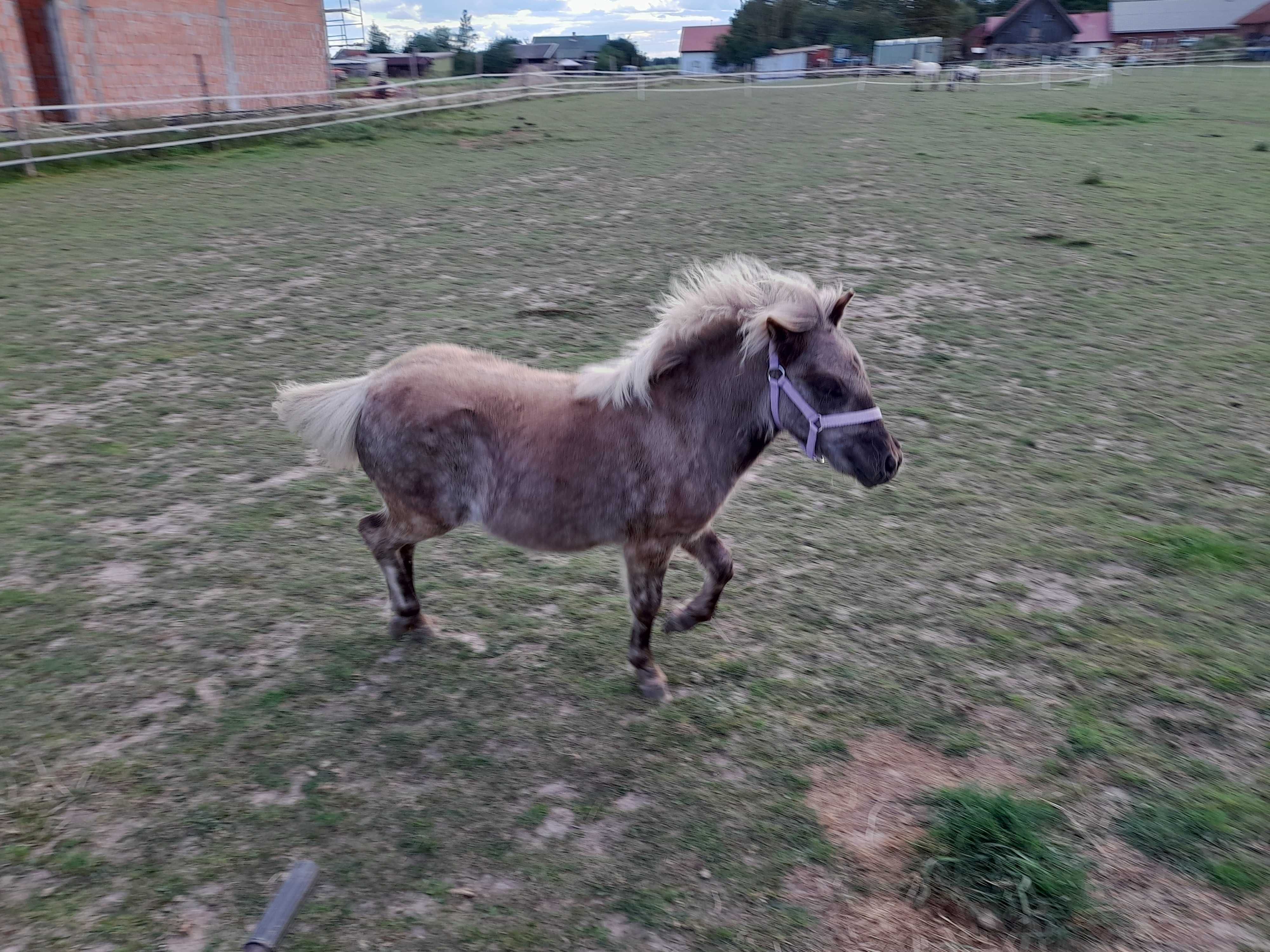 Cudny kuc appaloosa pelne pochodzenie