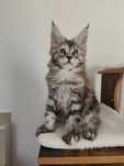 Lindíssima gatinha Maine coon