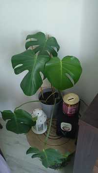 Monstera dziurawa