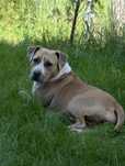 sunia -  amstaff