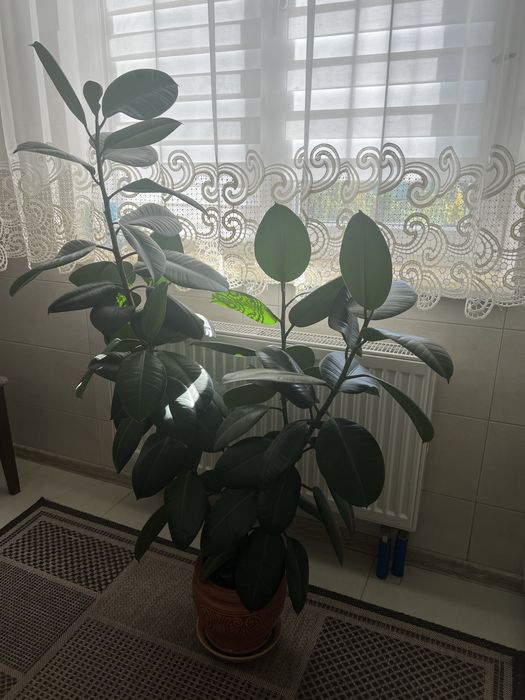 Вазон Фікус, зелений