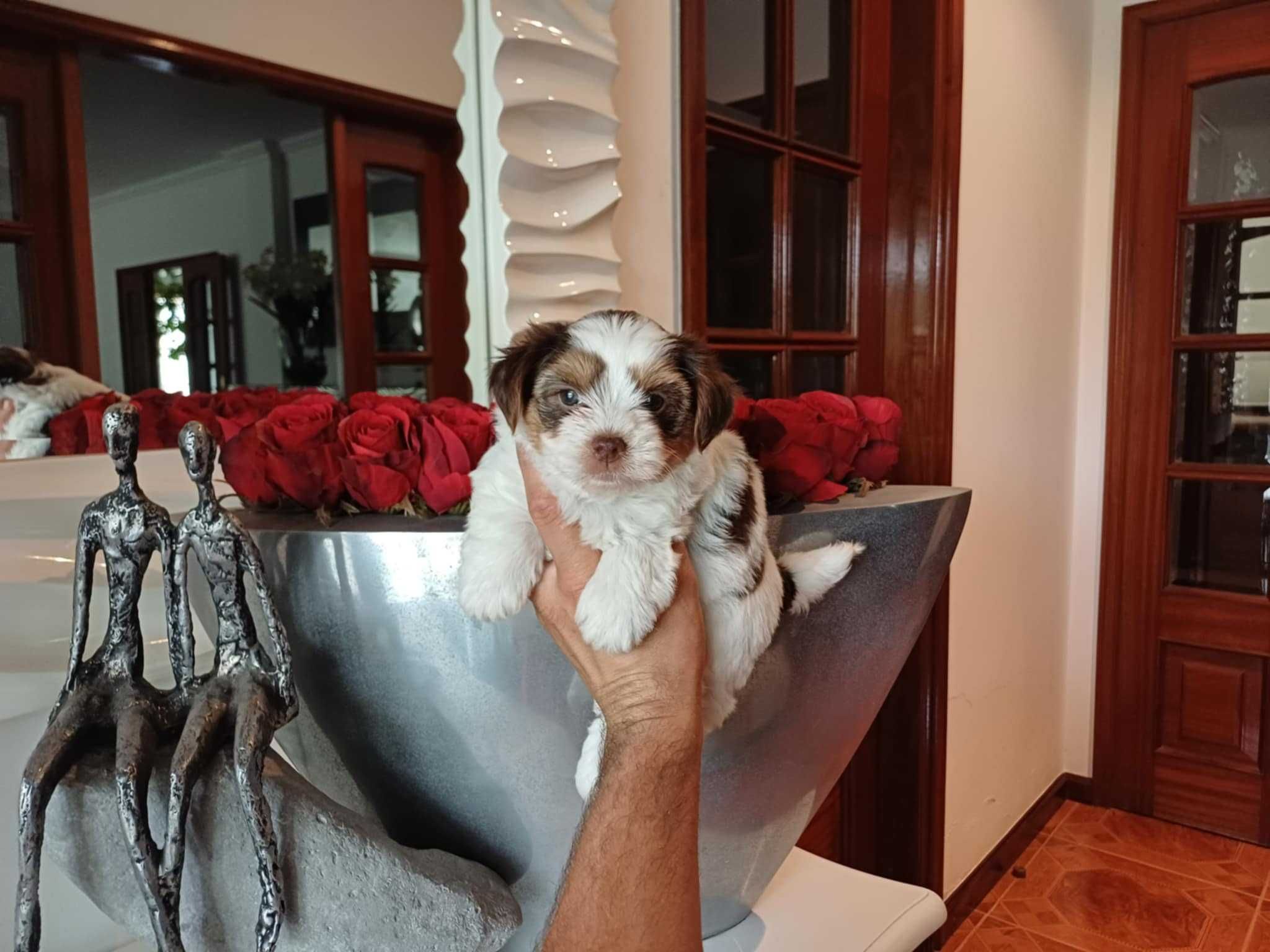 Yorkshire Terrier  Miniatura FEMEA BRANCA E CHOCOLATE TAN