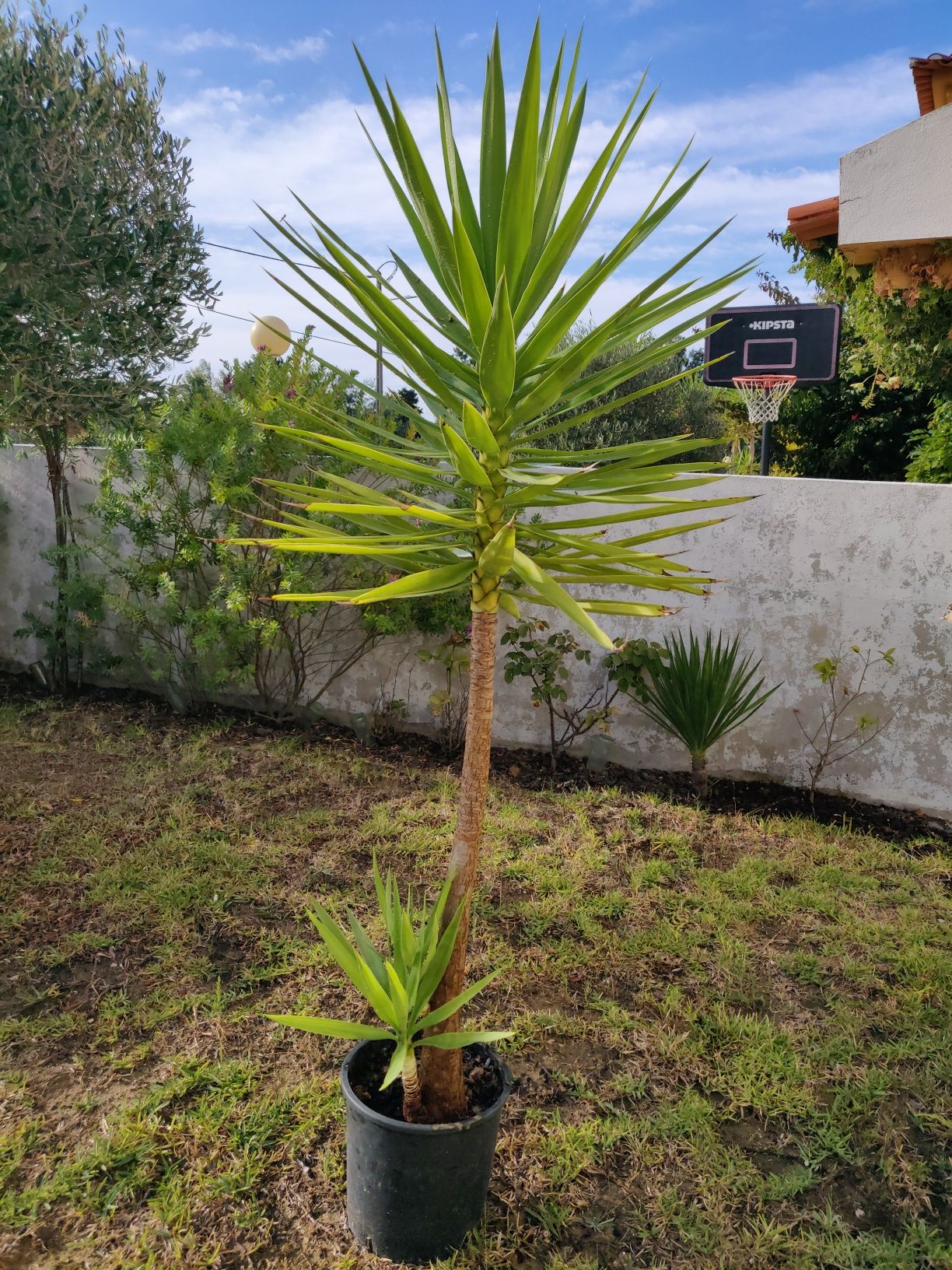 YUCAs  pequenas em vaso