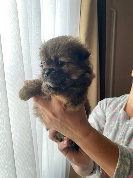 Собачки  метисти, пекінес мама  тато не відомо))) зводили з пекінесом