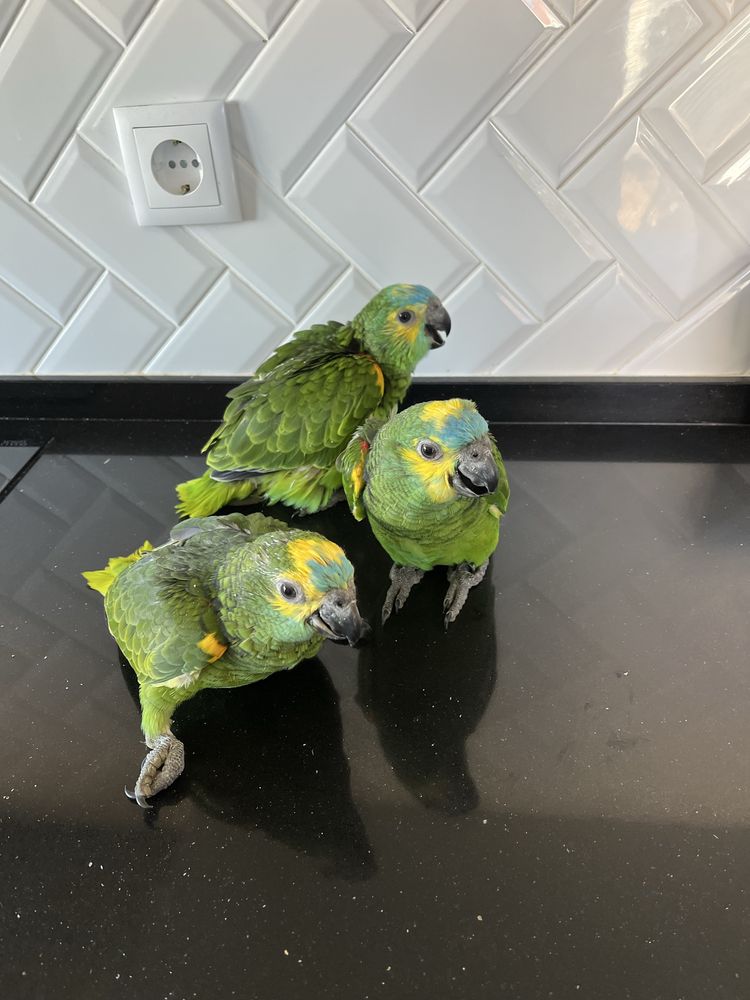 Papagaio amazona Aestiva