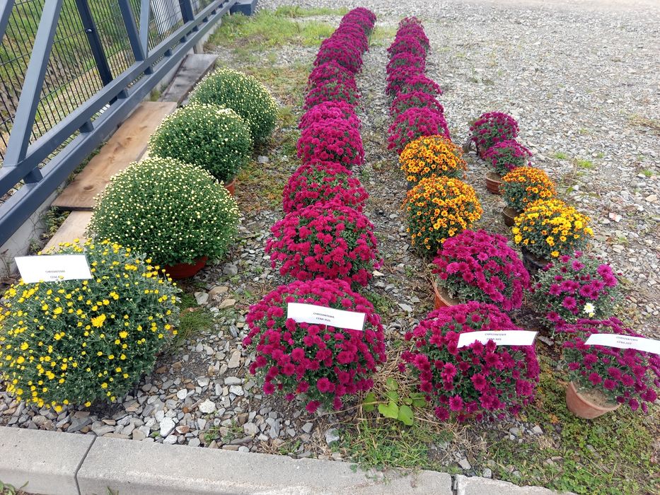 Chryzantemy sprzedaż