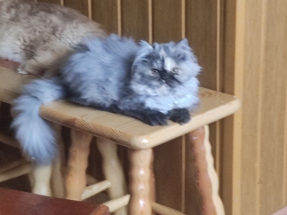 Kotka perska, pers persy