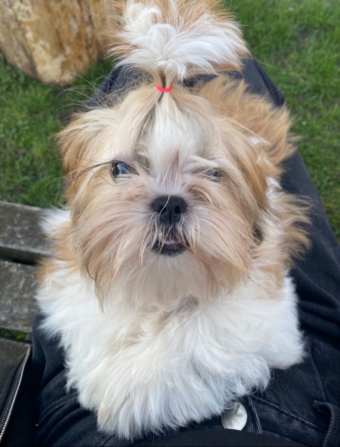 Shihpoo wyjątkowy