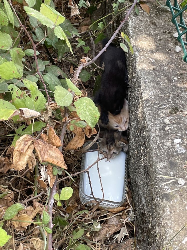 Adopção responsável - Gatos com 2 semanas