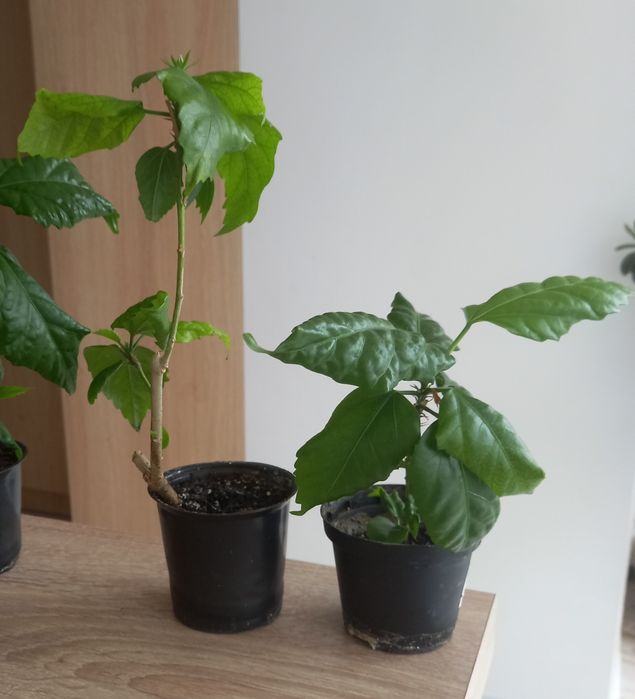 Китайская роза большая и маленькая, гибискус комнатный красный