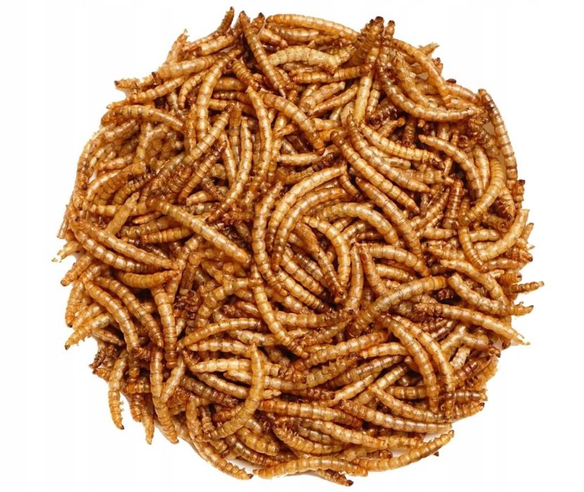 Mącznik młynarek - Suszone larwy mącznika młynarka 5kg
