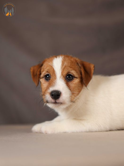 Jack Russell Terrier ZKwP FCI piękna suczka po CH.,PL