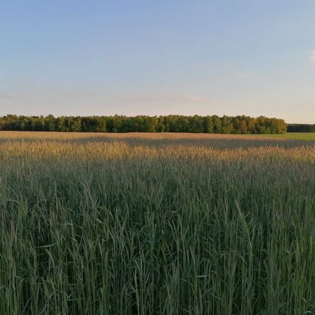 Działka inwestycyjna Lutomiersk