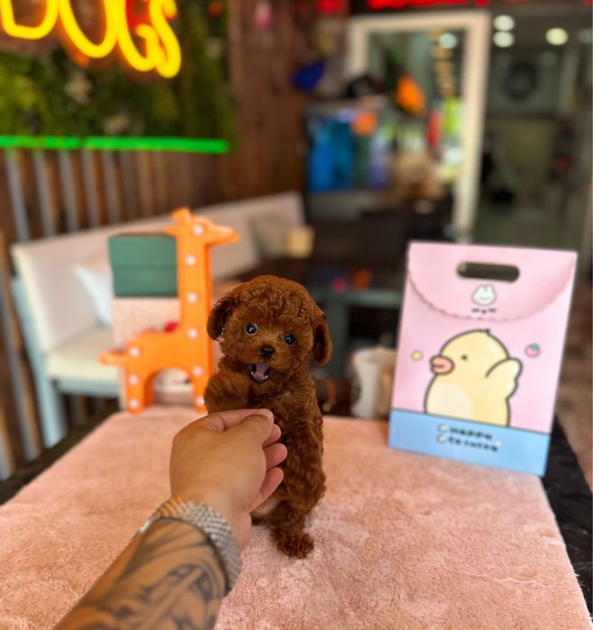 Pudel TeaCup RED BROWN wyjątkowa dziewczynka Chinese Line