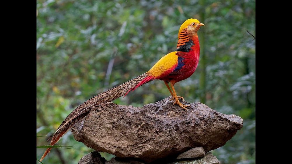 Sprzedam bażanty złote oraz bananowe