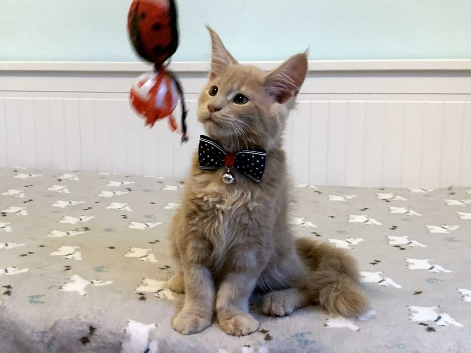 Do odbioru - ODYS – kremowy kocur Maine Coon FPL – Wrocław