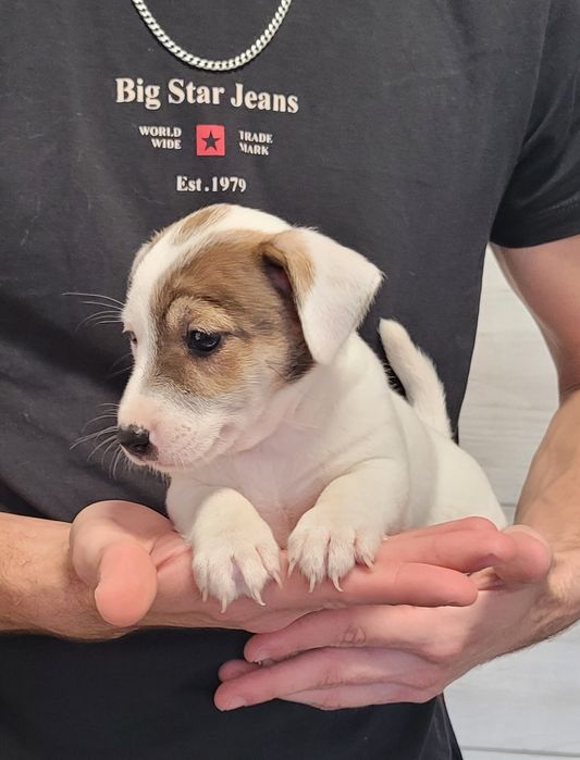 Jack Russell Terrier Szczeniak Zaprasza