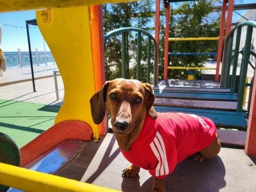 Roupa para cão "adidog" casaco - jaqueta - preto / vermelho