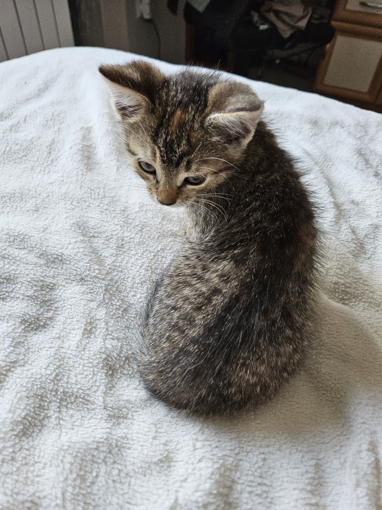 Mała kotka do adopcji