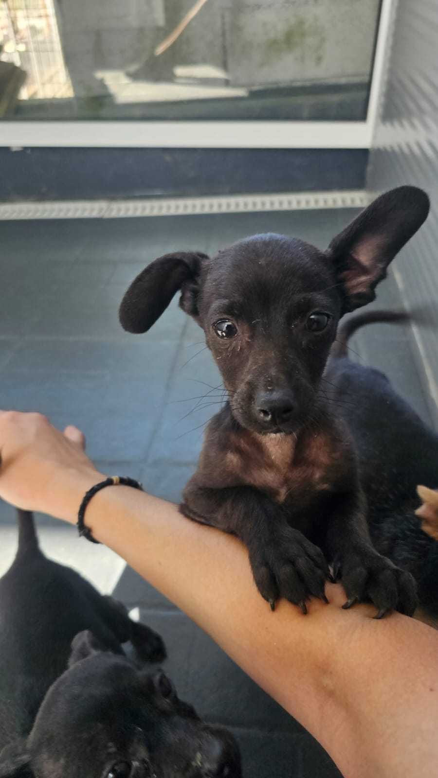 Mãe e bebés para adoção
