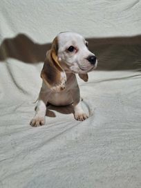 witam mam na sprzedanie beagle