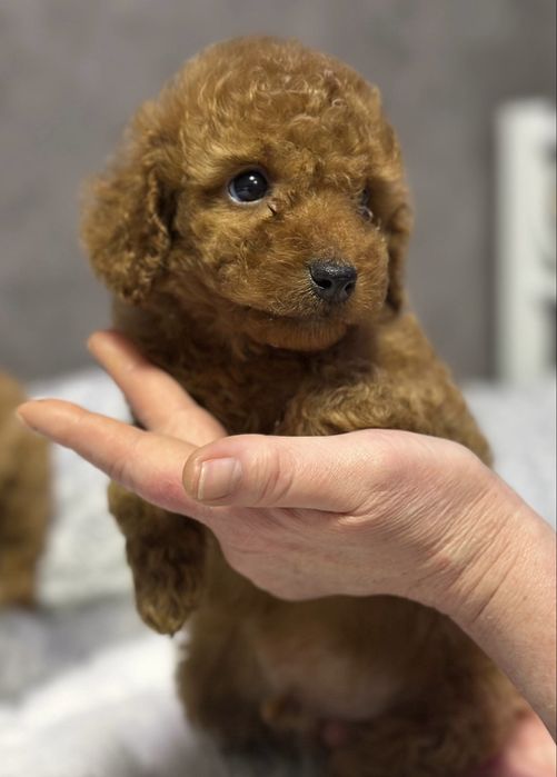 Детки пуделя,красотуны!