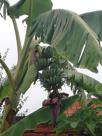 Planta bananeira