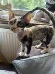 Koteczka Devon rex szylkretka