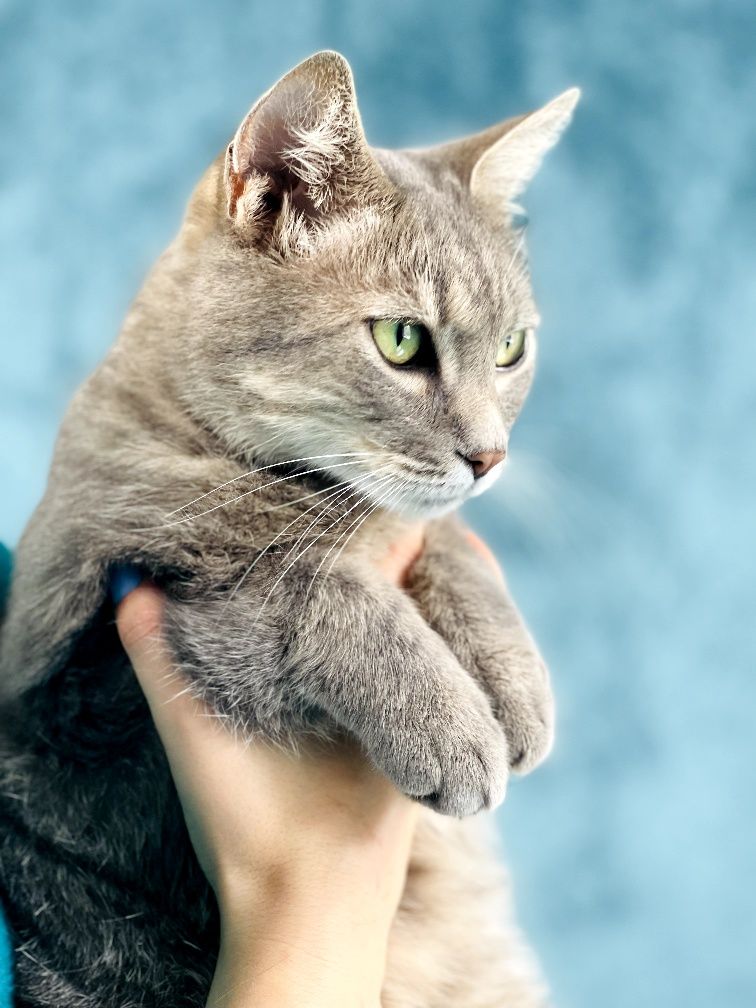 Киану - красавиц кот бесплатно