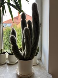 Super kaktus, duży