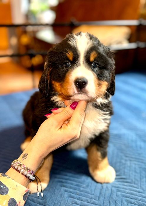 Berneński Pies Pasterski piesek FCI Warszawa