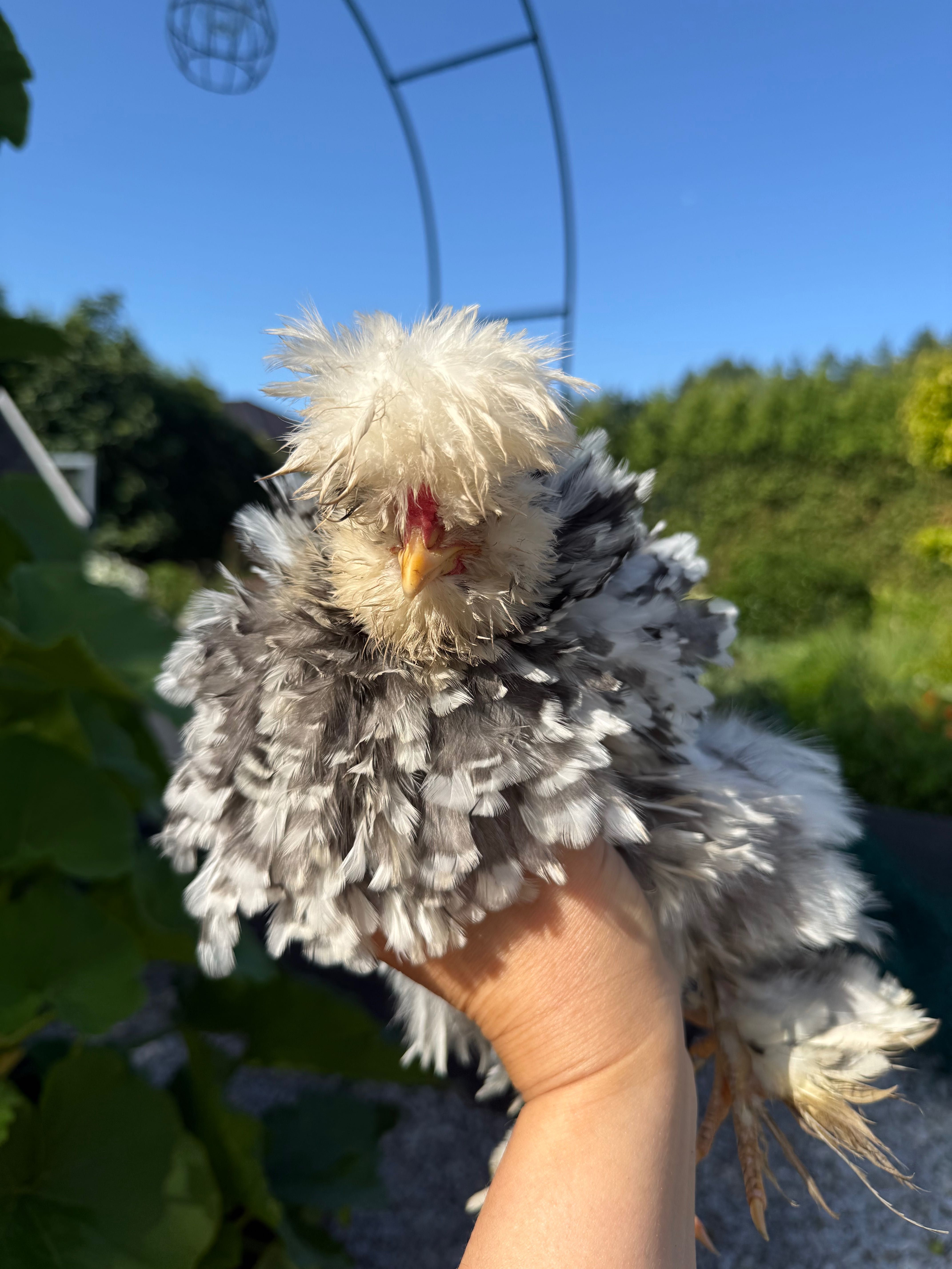 Silka, mottled, kogut