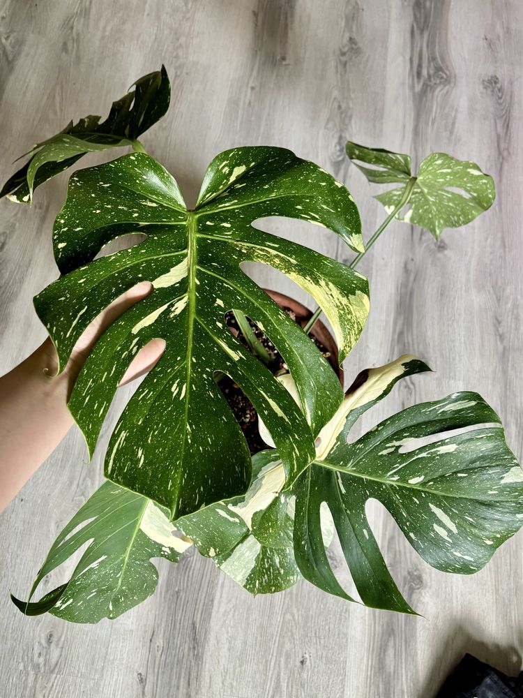 Monstera Thai Constellation cała roślina