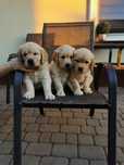 Golden retriever szczeniak sunia rodowód