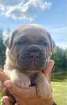 Ice Puma Nero FCI Cane Corso szczenie po GRAND CHAMPIONIE