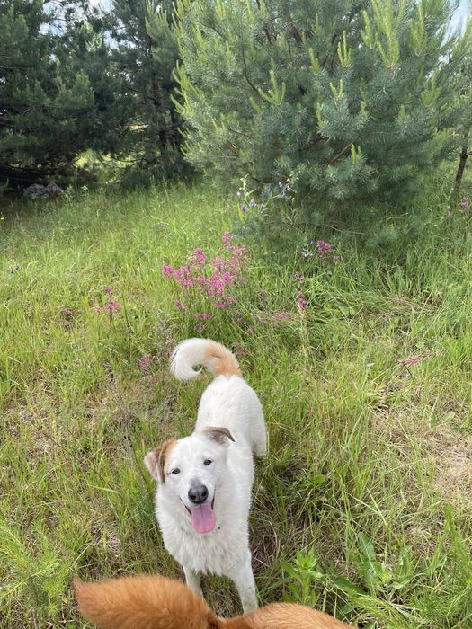 Белла шукає свою родину