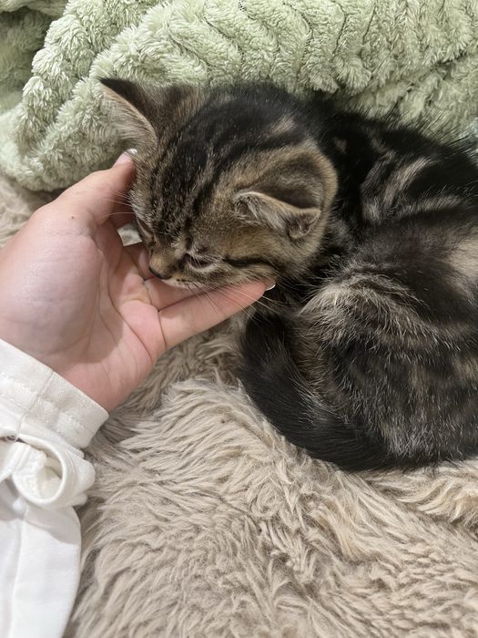 Двоє кошенят (прямовухі) :)