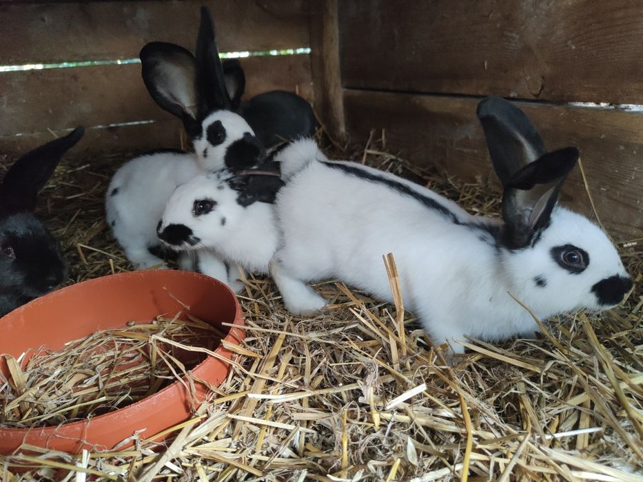 Młode króliki rasy srokacz