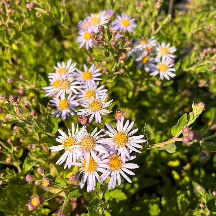 Aster żeniszkowaty 'Asran' (Aster amellus) Doniczka 2.0L