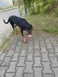 Oddam do adopcji pieska Gonczy Polski