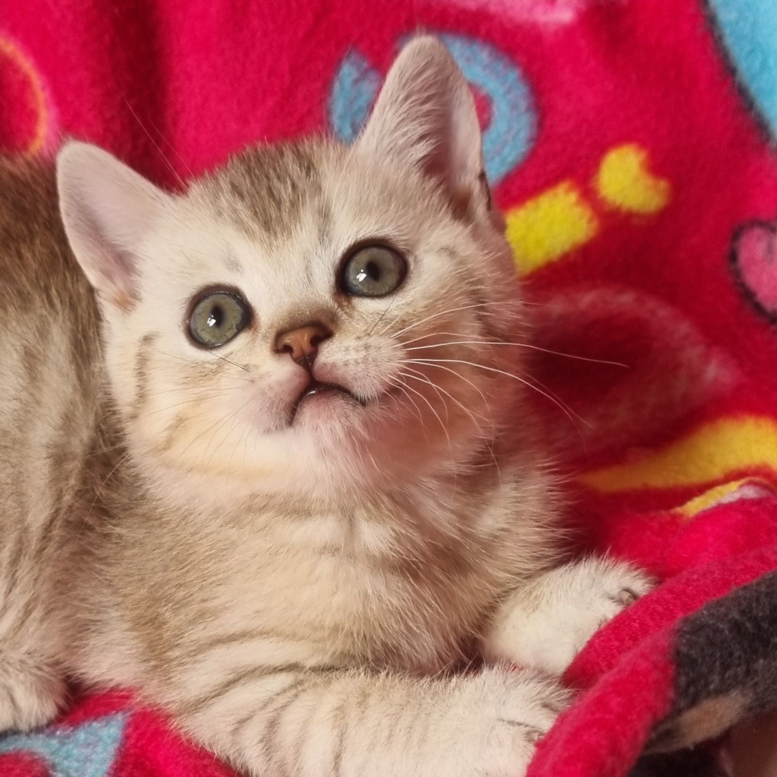 Срочно цена снижена  шикарные шотландские котики!