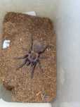 pterinopelma sazimai 2,5dc