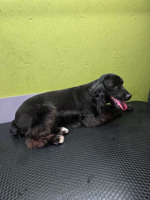 Грумінг Коростень (Коростенський район)