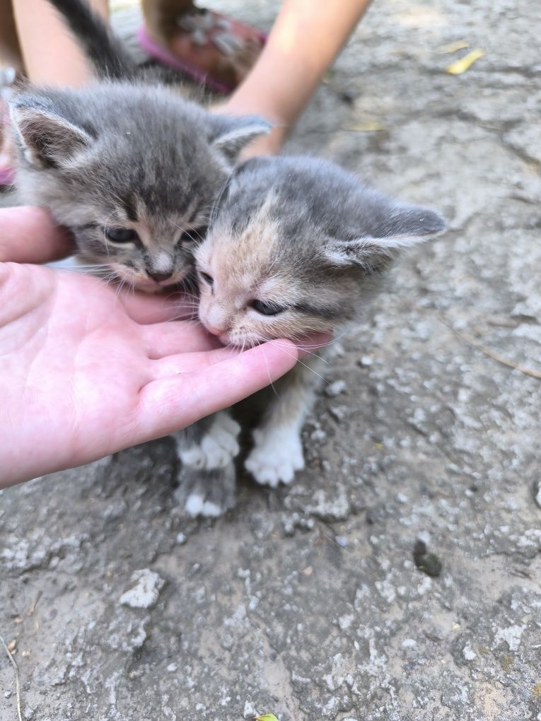 Котята,бесплатно