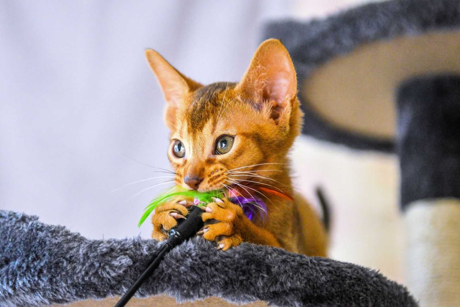 Продам абиссинского кота