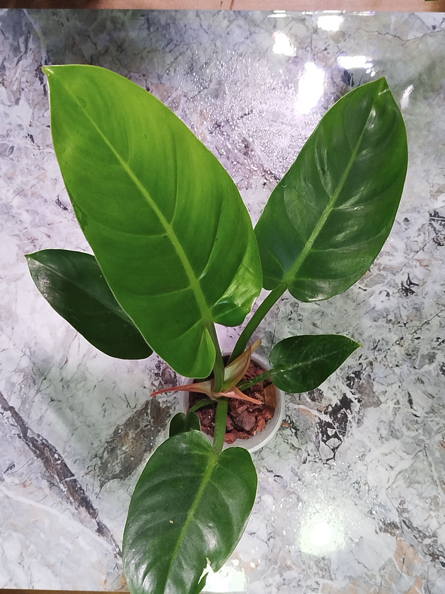 Філодендрон Gloriosum variegated, Філодендрон Raysep