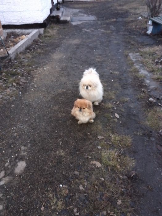 Собачки пікінес в продажі