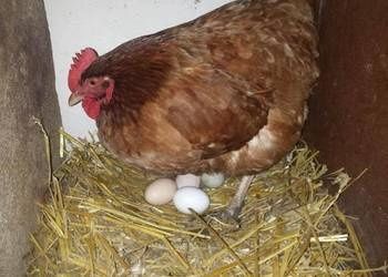 Sprzedam jajka wiejskie