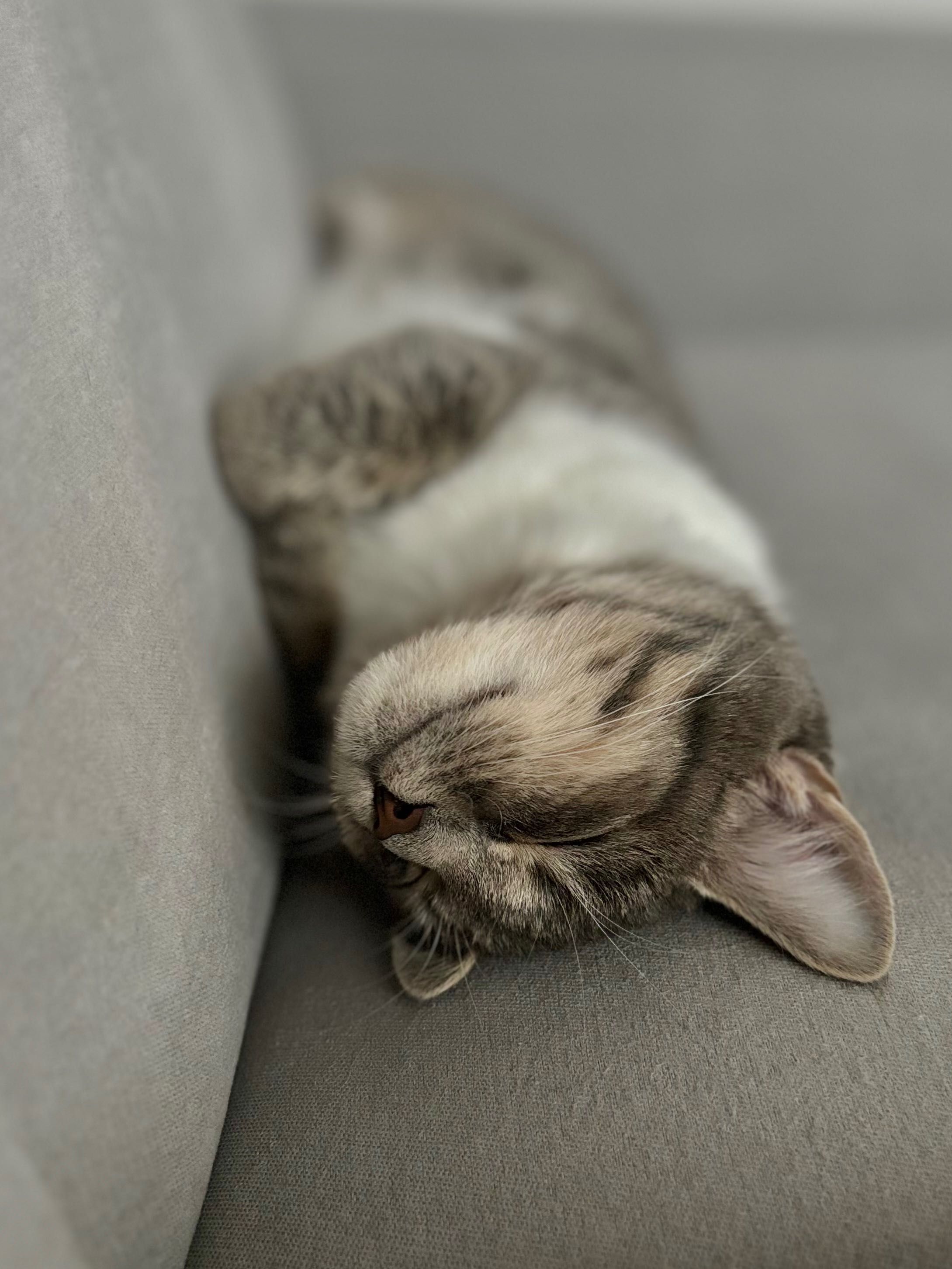 Szara kotka po sterylizacji do adopcji