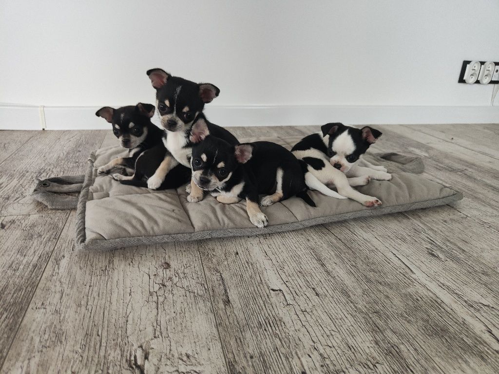 Chihuahua krótkowłosa